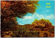 Postcard: Palo Verde in Full Bloom - Colorful Tree in the Desert A182