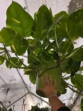 giant pothos for sale