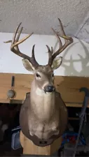 deer mounts for sale