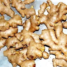 8 Fresh Ginger live zingiber rhizomes 100% fresh roots ready to plant ceylon