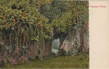 Panama Tropical Ferns Early I. L. Maduro, Jr. Postcard