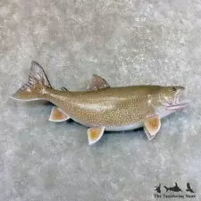 #27538 WC | 37" Lake Trout Taxidermy Fish Mount For Sale