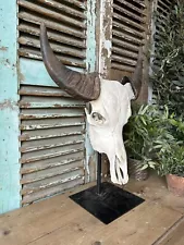 Bison Head Skull