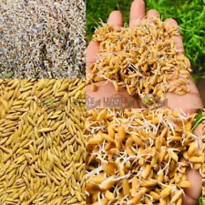 Rice Paddy 500+ Seeds Best 100% organic PLANTING pure Paddy SEEDS Ceylon