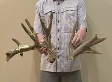 Giant 14 Point Velvet Whitetail Deer Cut Shed Antlers Horns Taxidermy Mount Rack