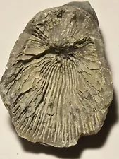 Indiana Fossil Horn Coral Lot Of 5