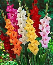 Growth Seeds Gladiolus Flower Bulbs For Your Home Plant & Gardening (Pack Of 15)