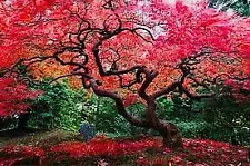 20 Red Japanese Maple Tree Bonsai Seeds Heirloom Rare colorful lawn plant