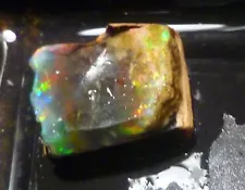 A+ Virgin Valley Precious BLACK Opal Petrified Wood Nevada 42 carats!