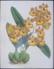 Warner, Orchid Album,Oncidium Gardneri,1st Ed.large handc.Litho,1881 #12