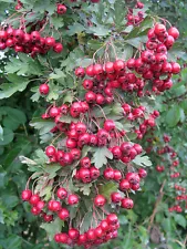 ENGLISH HAWTHORN (Crataegus Laevigata ) - 100 / 250 / 600 seeds + Gift