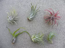 Ionantha Air plant pack LARGE, 10 Tillandsia air plants Air Plant Large Pack,