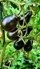 yellow pear tomato plants for sale