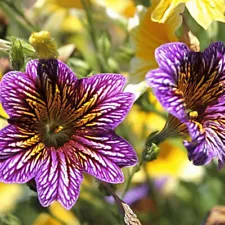 morning glory vines for sale