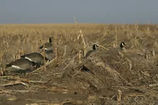 Avery Greenhead Gear Killer Weed Duck Goose Blind Kit All Terrain AT Killerweed