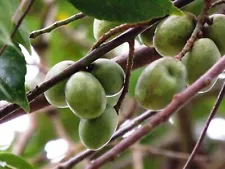 5 Olive Tree Seeds Canarium album Organic Fruit Seed