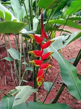 2+ Hanging Heliconia Rostrata Lobster Live Rhizome Plant Roots Exotic Tropical