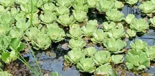 12 XL WATER LETTUCE - BEAUTIFUL FLOATING POND PLANTS ðª·+Free Ludwigia