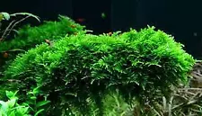 tropical moss for sale