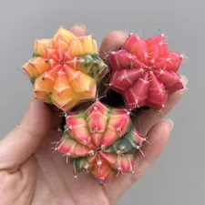 3pcs 3cm cactus Variegated Succulent plants Garden decoration Plants