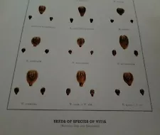 1908 SEEDS OF SPECIES OF VITIS GRAPEVINES U P Hedrick Winery Botanical PRINT