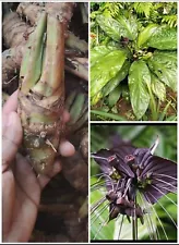 bat flower rhizomes for sale