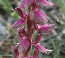 terrestrial orchids for sale