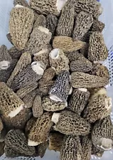 Fresh Gray Morel Mushrooms