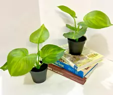 Set of 2 Artificial Greenery / Potted 'Faux' Hosta Plants / 8" Tall / 171MSC