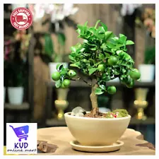 Dwarf Lime Bonsai Tree Seeds for Planting - 25+ Seeds - Ships from CEYLON 2024