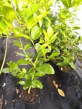 lemon tree seedling for sale