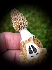 MOREL MUSHROOM GNARLY DECOY ALL ONE PIECE WHITETAIL ANTLER DEER $1 STARTING BID