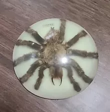 Tarantula in resin PAPERWEIGHT specimen