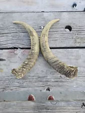 Large Animal Horns