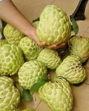 Big Giant Sugar Apple (Annona squamosa) Var. Big Giant 50+ Seeds