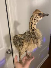 Small Baby Ostrich Bird Taxidermy Bird Oddities And Curiosities