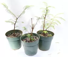 dawn redwood bonsai for sale