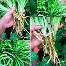 1 Pandan Live Plant Roots- Pandanus Amaryllifolius Leaves Ceylon Free Shipping