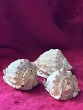 Lot of 3 HELMET CONCH SHELL SPECIMEN SEASHELL NAUTICAL DECOR