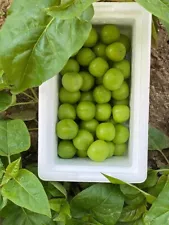 sour green plums for sale