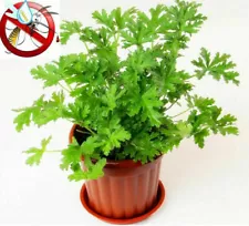 Citronella Plant seeds Mozzie buster plant mosquito repellent plant seed