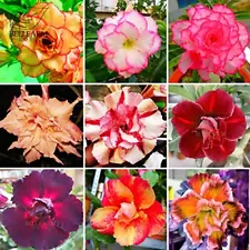 New Adenium Mixed 9 Types Double Petals (10 Seeds) Colorful Bonsai Desert Rose