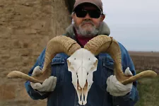 Ram Head Sheep Skull Horns