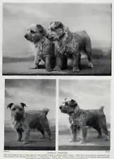 Norwich Terrier "Family" - 1934 Vintage Dog Art "Photo" Print - CUSTOM MATTED