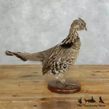 #18356 E+ | Ruffed Grouse Taxidermy Bird Mount For Sale