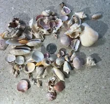 F1176~ Seashells Snail Shells Crafts Crafting Aquarium Decor Beach See Photos