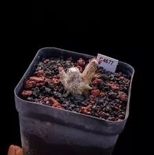 2cm 1PCS Cactus Live Plants Phyllobolus resurgens Beautiful root tuber Cactus