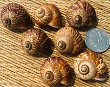 6 PRETTY FERNANDEZI SNAIL SEA SHELLS - COLLECTION OR CRAFTING