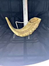 Ram Horn Medium Size 9 inch Polished Kosher Shofar From Jerusalem