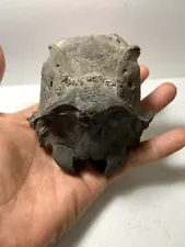 Skull Fossil Beautiful Rare Amazing genuine / Unknown species